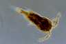 Zooplankton